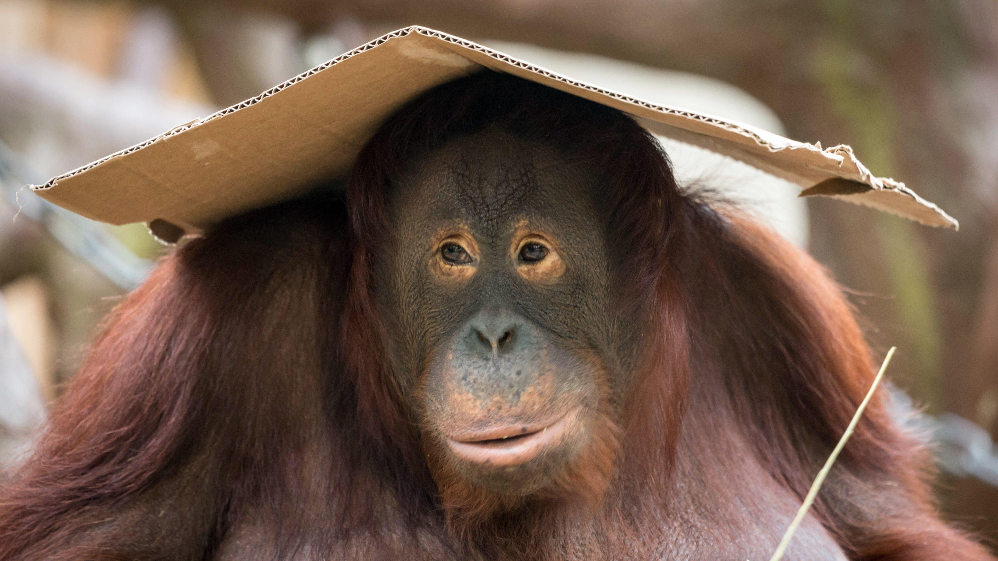Cute Orangutan Animal Photography 4K UltraHD Wallpaper