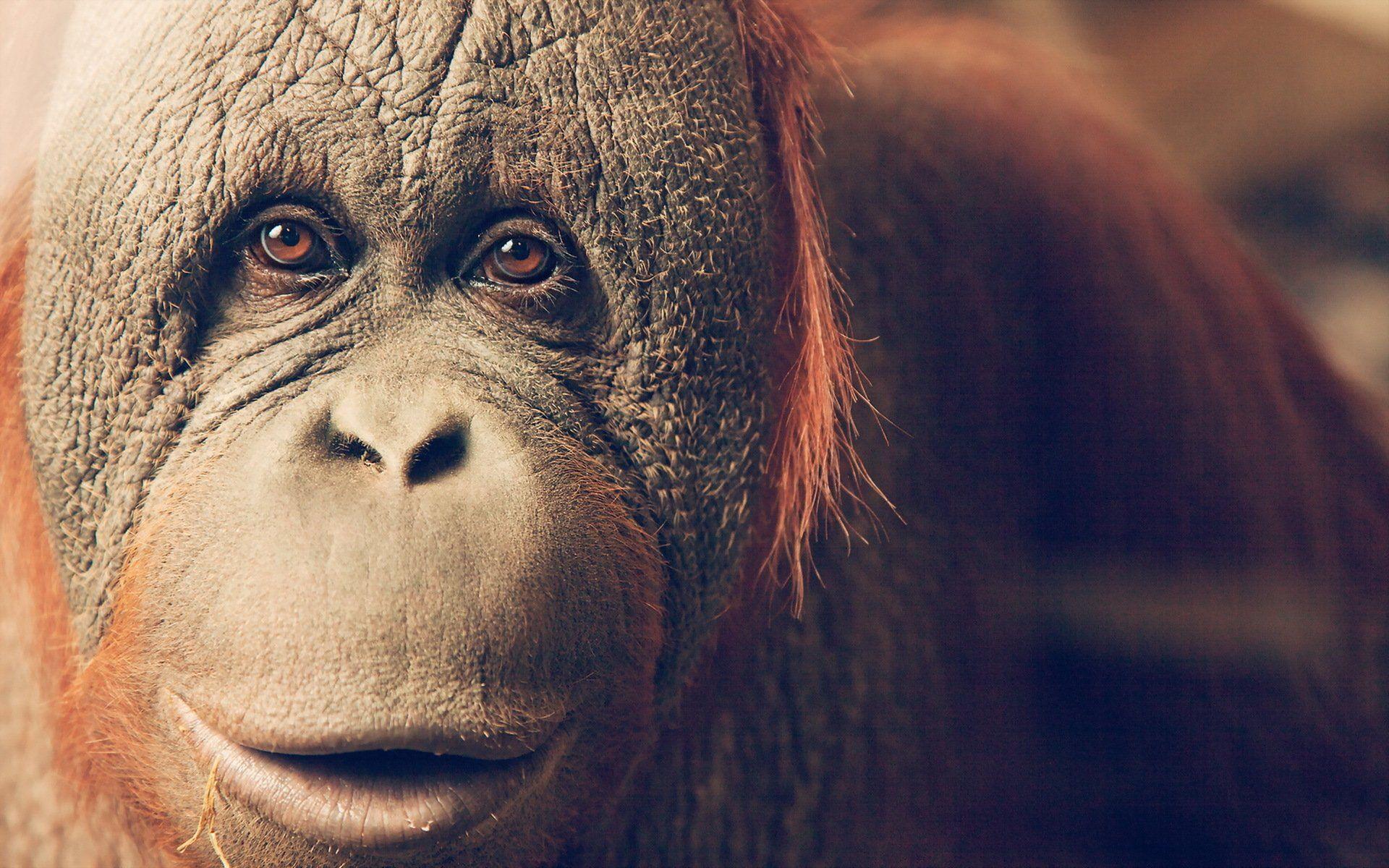 Orangutan HD Wallpaper and Background Image