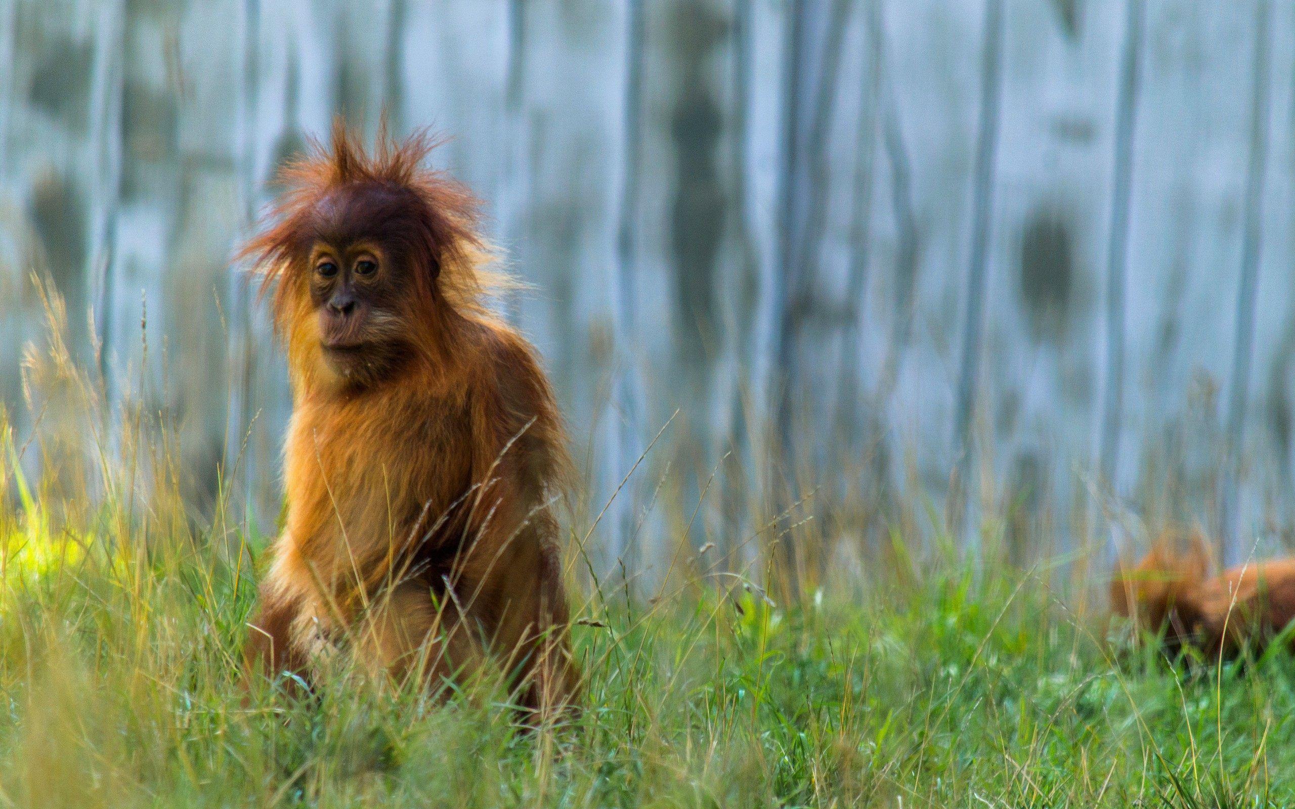 Monkey Wallpaper WeNeedFun. HD Wallpaper. Monkey