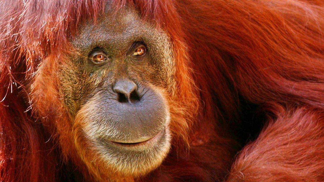 Orangutan Wallpaper HD Download