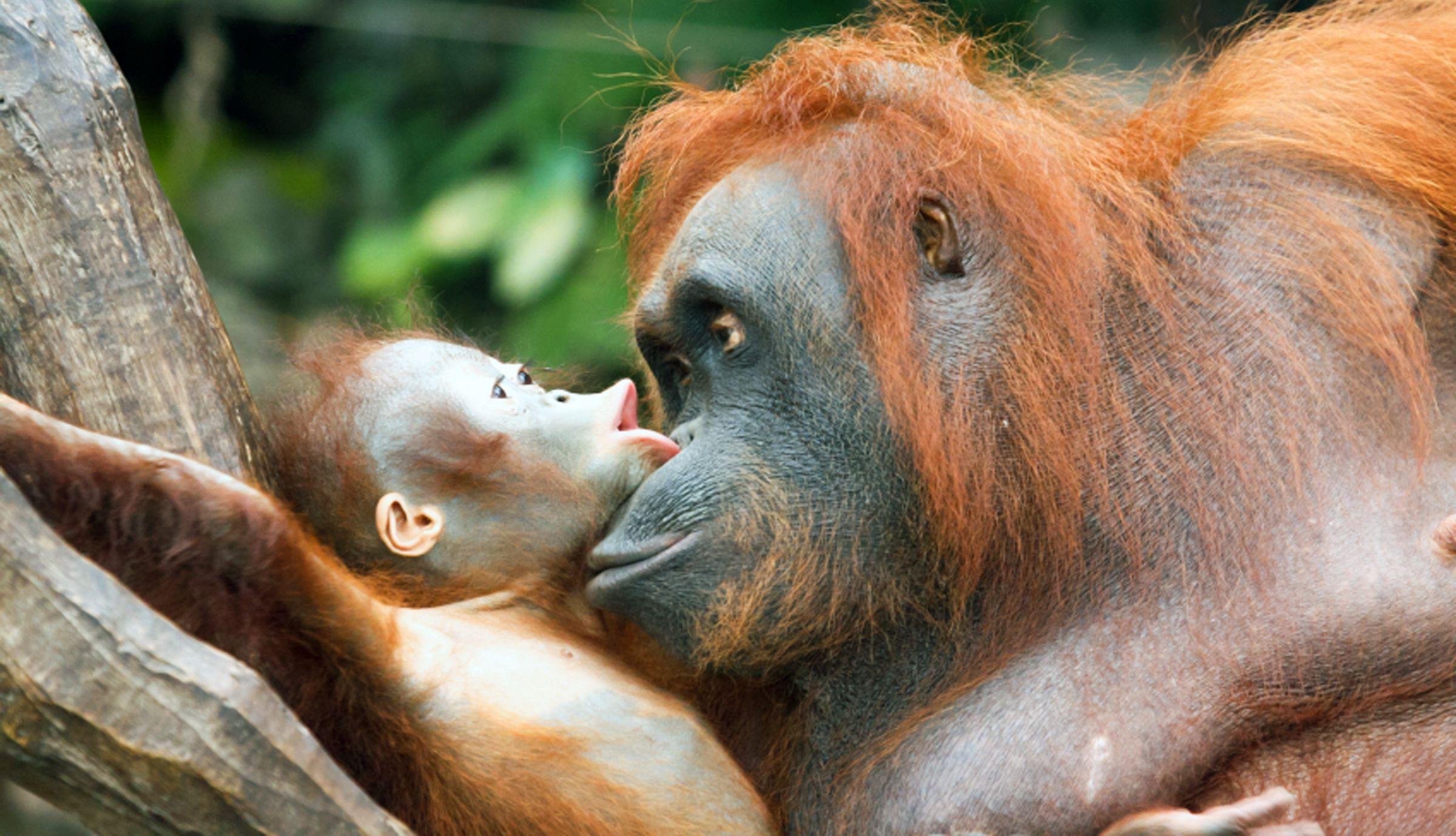 Baby Orangutan HD Picture HD Desktop Wallpaper, Instagram photo