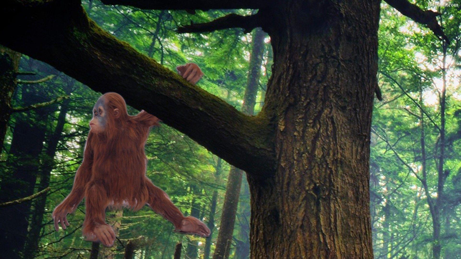 Orangutan HD Desktop Wallpaper 31613