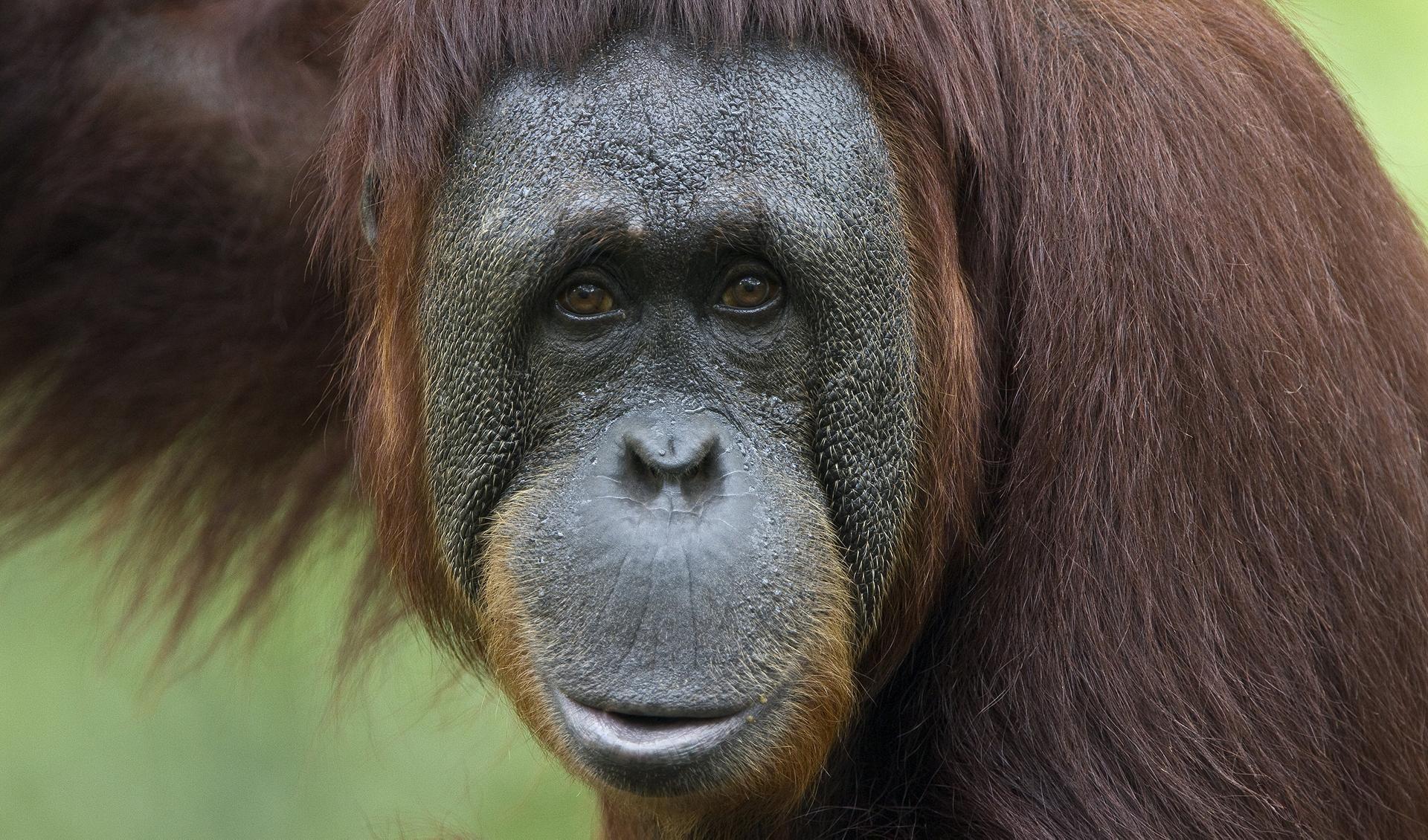 Orangutan HD wallpaper. Animal Wallpaper. Monkey