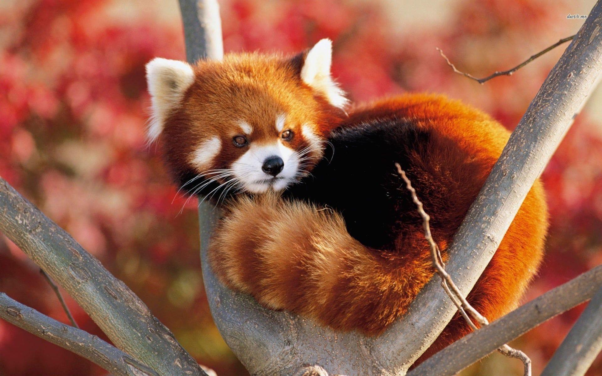 Red panda HD Desktop Wallpaperwallpaper.net