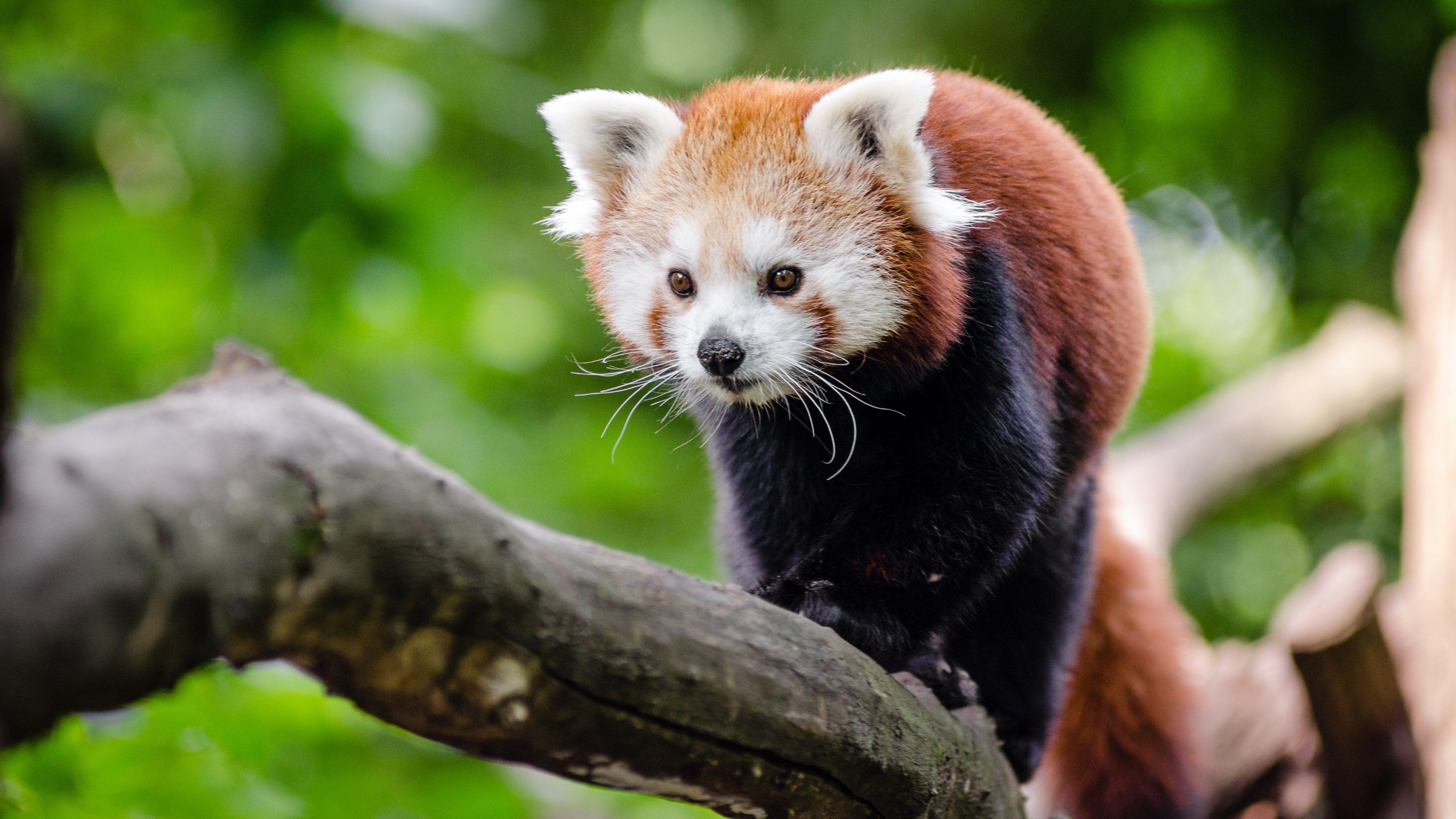 Red Panda Background Wallpaper 28164