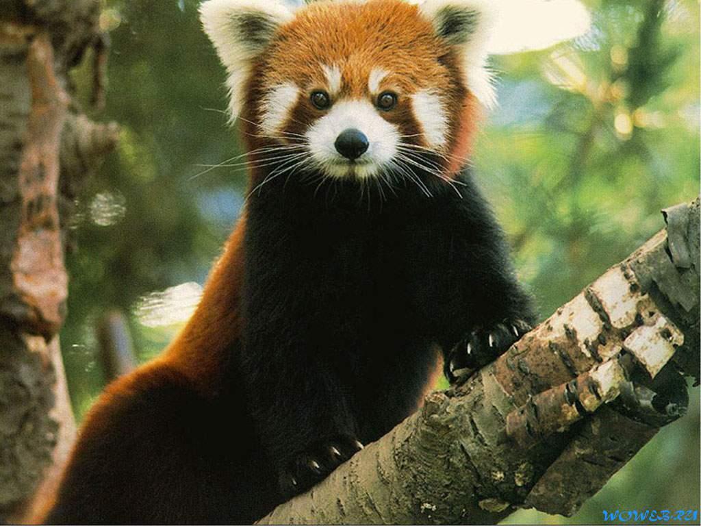 THE ALLIANCE OF RED PANDA BELIEVERS image Red Pandas HD wallpaper