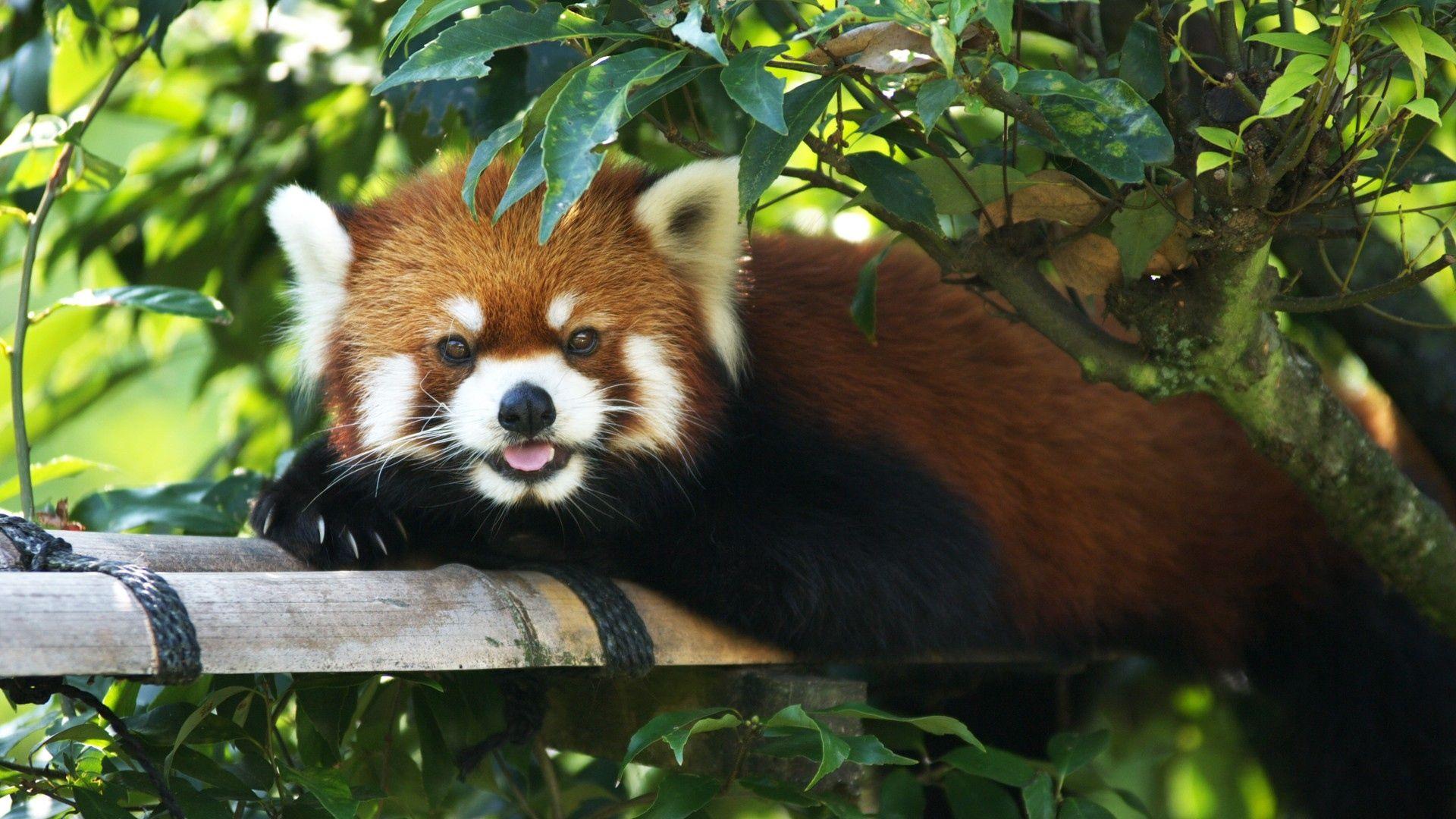 Red Panda Wallpaper 1080 HD Wallpaper, Background Image