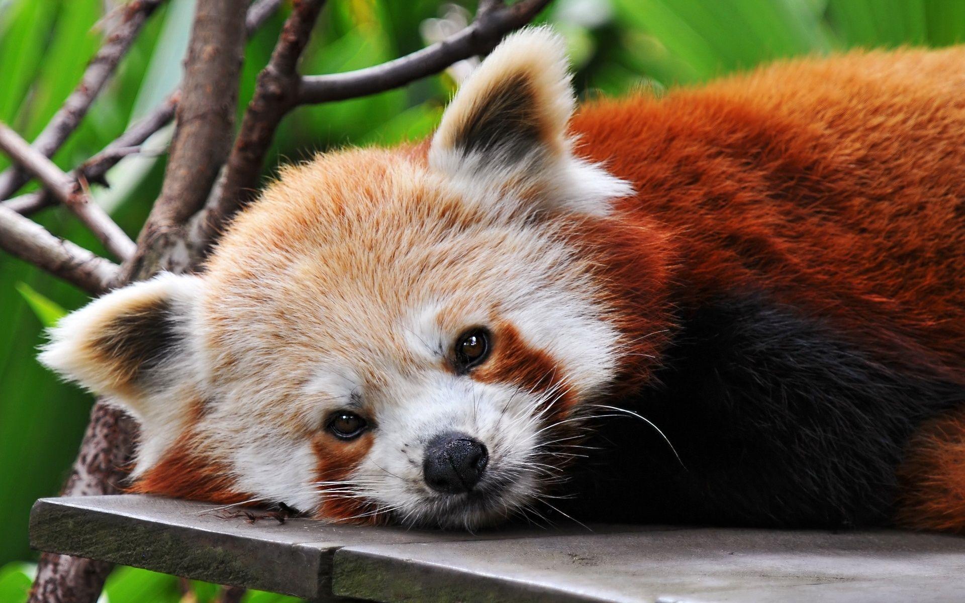 Red Panda Pics And Wallpaper Free download for Desktop. Free Best Pics