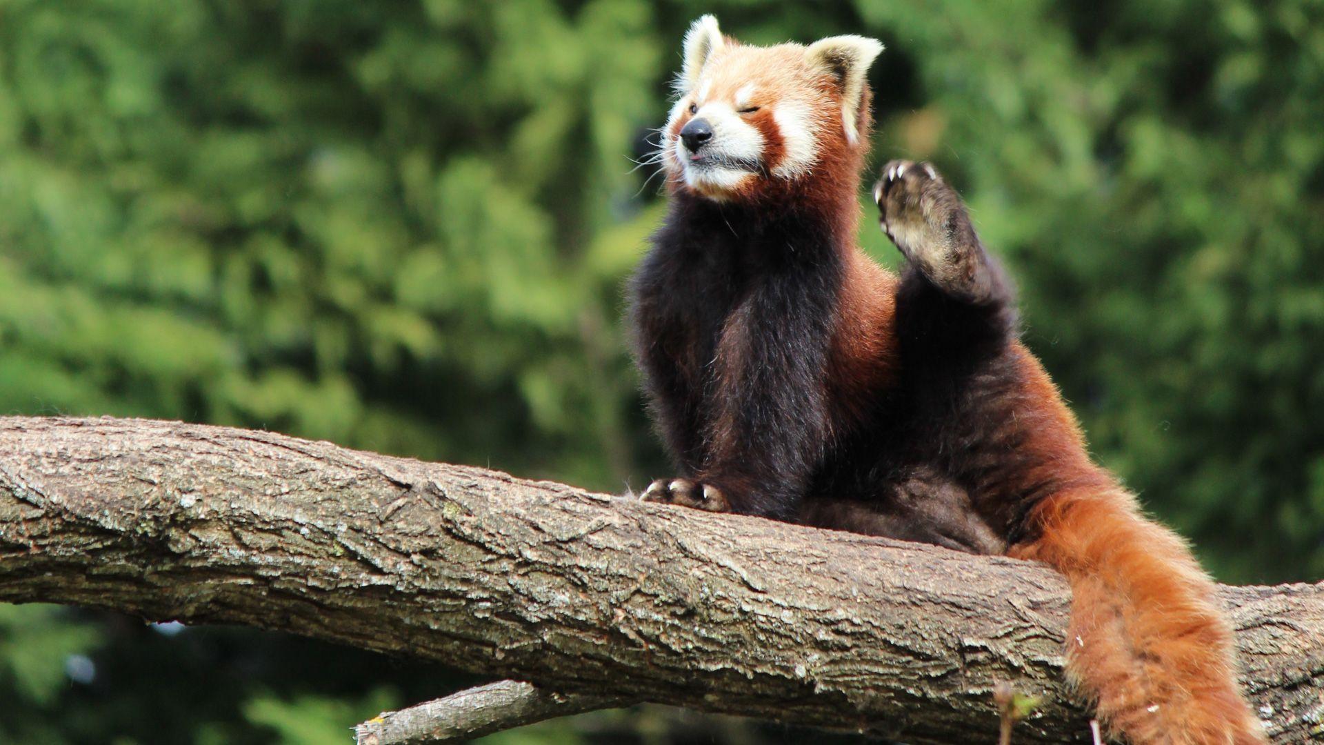 Wallpaper.wiki Red Panda HD Background Wallpaper PIC WPD0013377