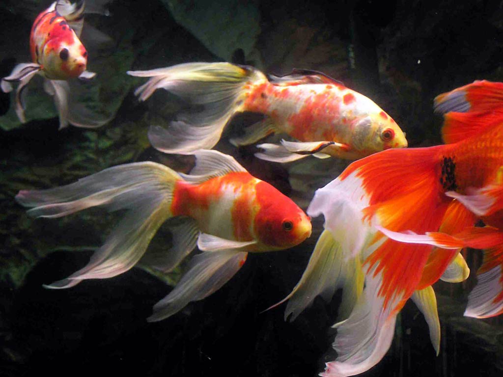 Goldfish Wallpaper and Background Image