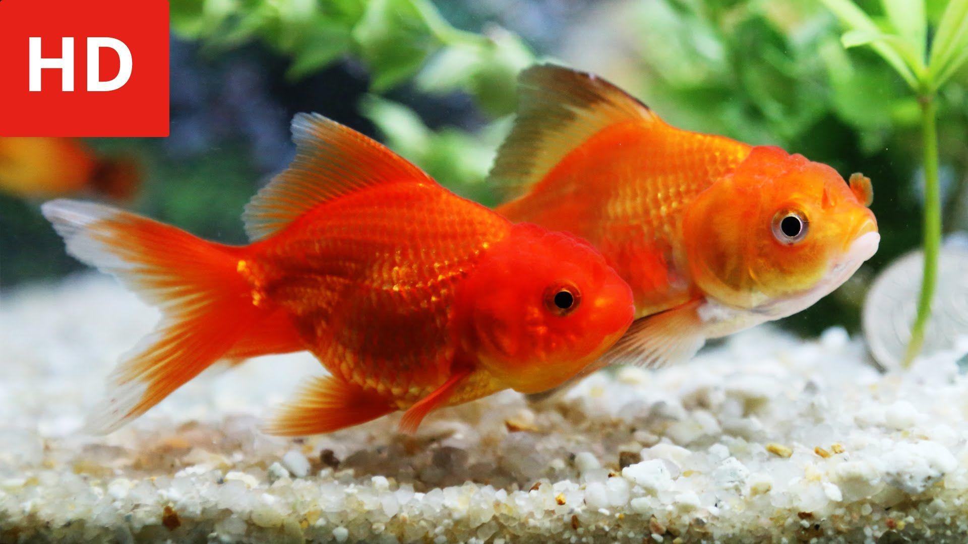 Goldfish Love Story