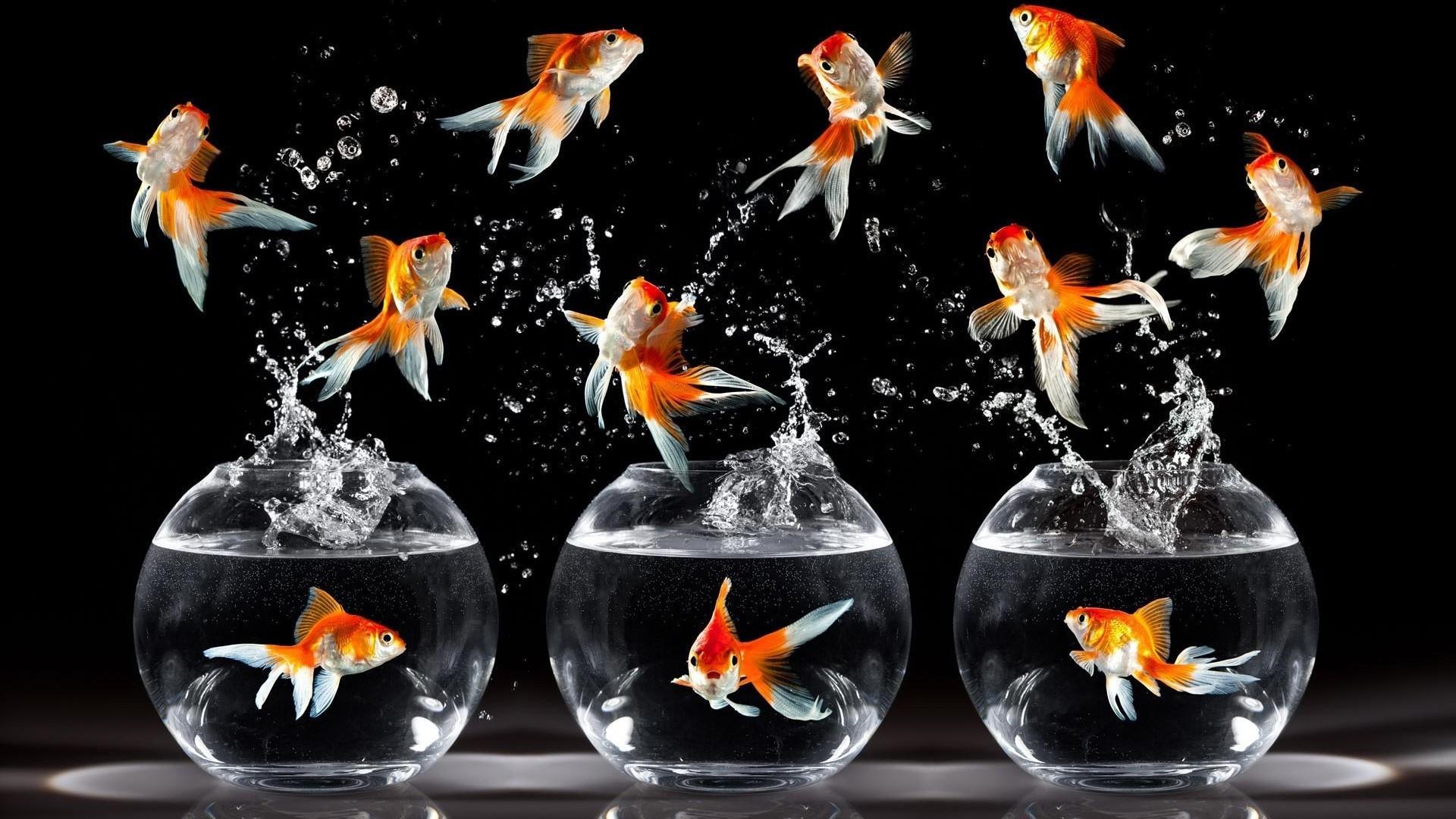 Goldfish In The Aquarium Wallpaper. Wallpaper Studio 10