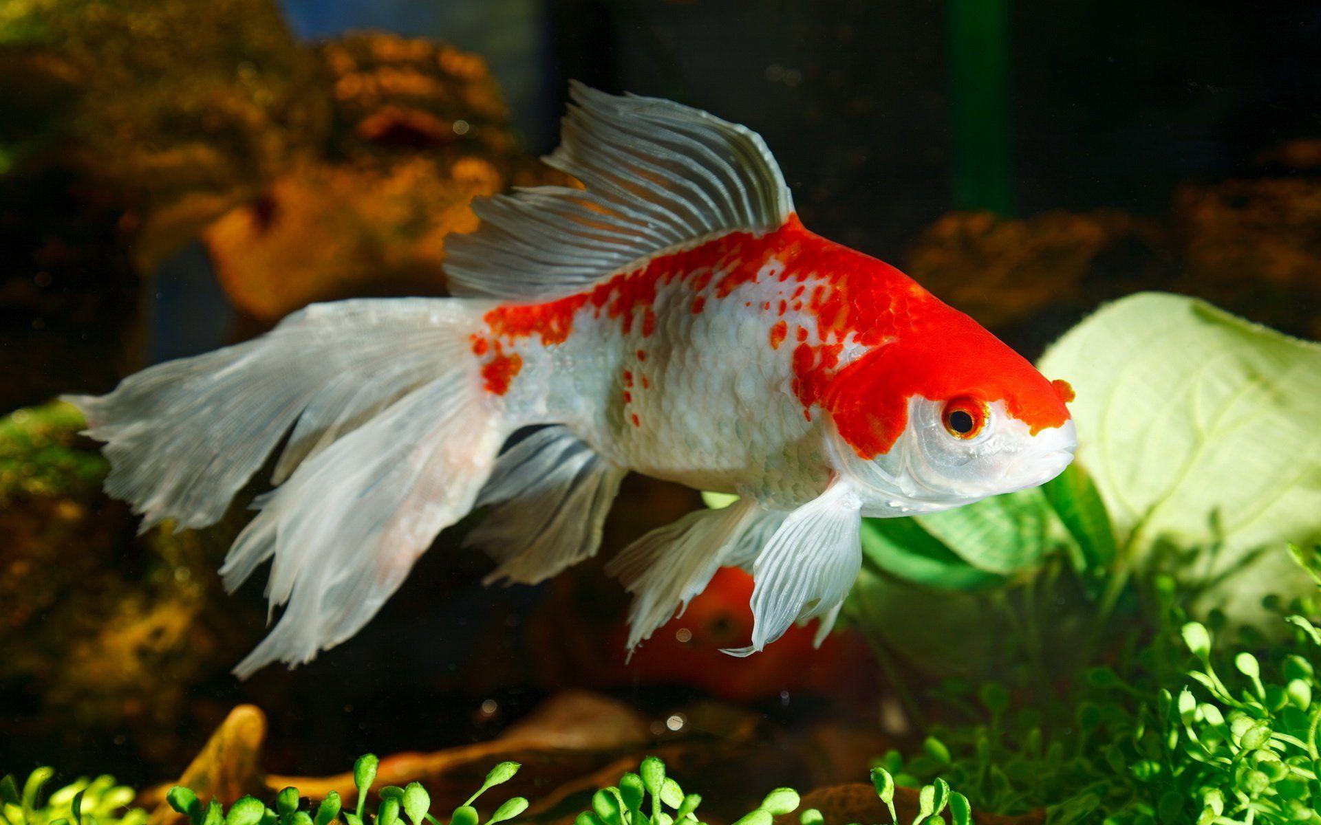 Goldfish HD Wallpaper and Background Image
