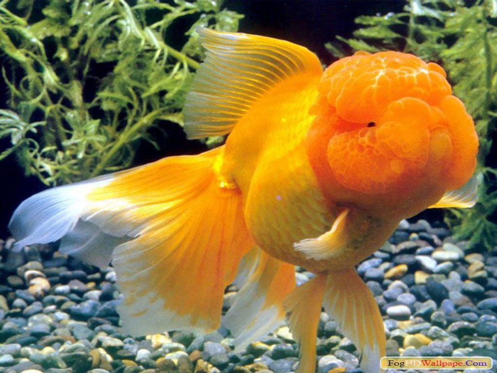 HD Wallpapers For Laptops Gold Fish - Wallpaper Cave