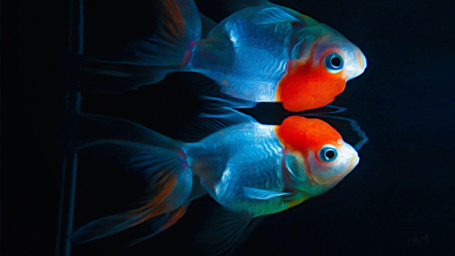 Goldfish Full HD Wallpaper and Background Imagex1080