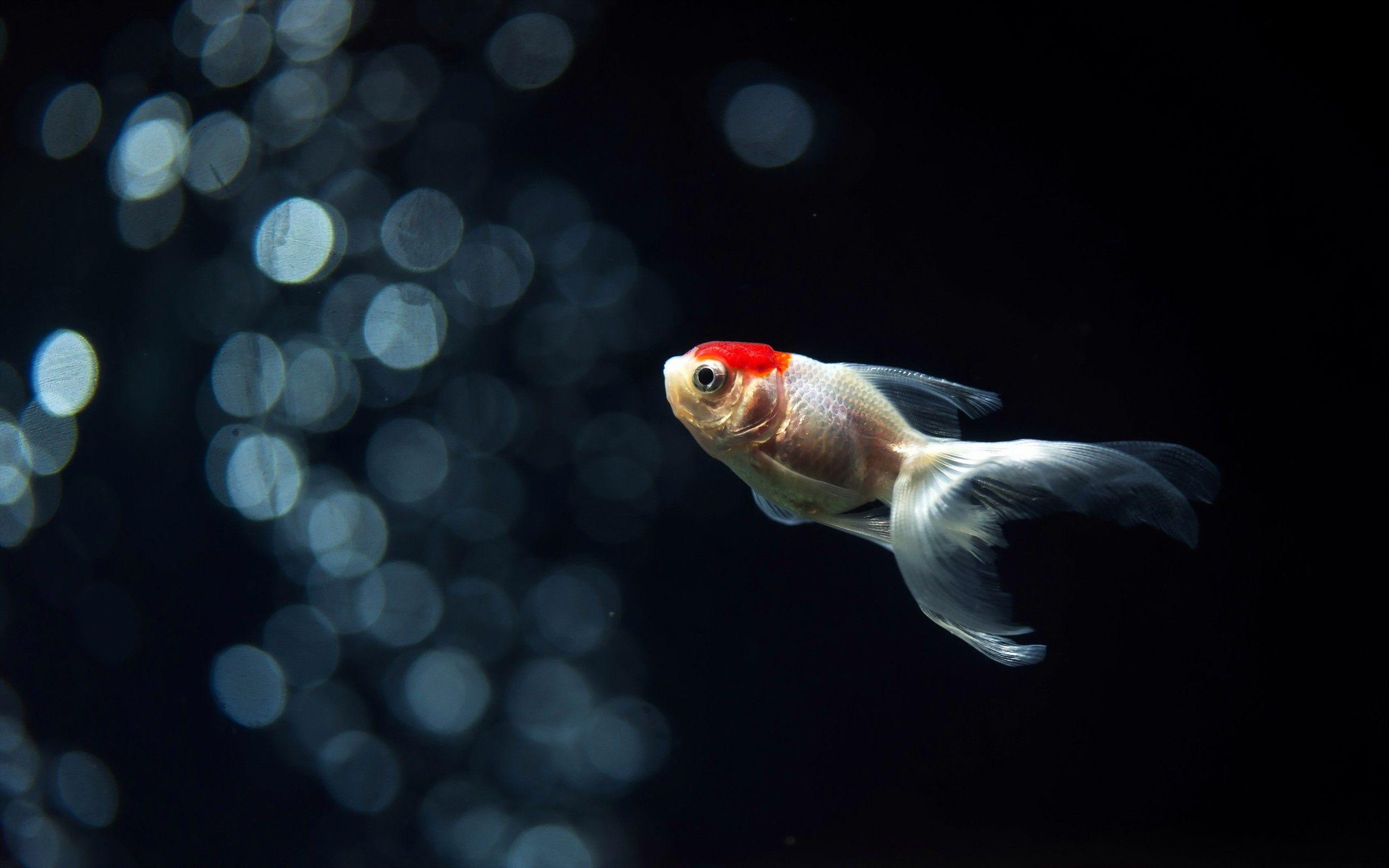Goldfish Full HD Wallpaper and Background Imagex1600