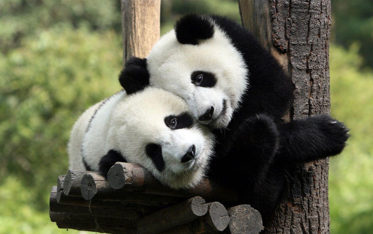 Pandas in Love wallpaper. Pandas in Love