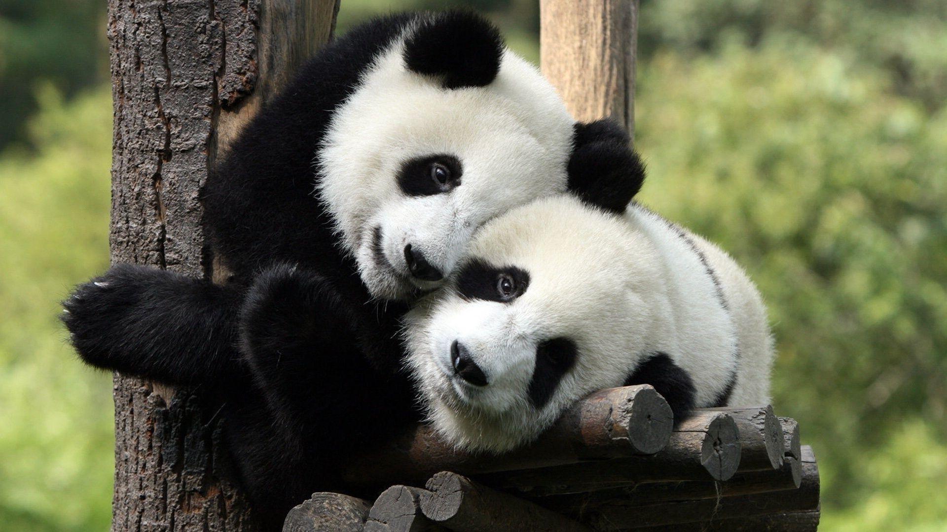Cute children hugging pandas. Android wallpaper for free