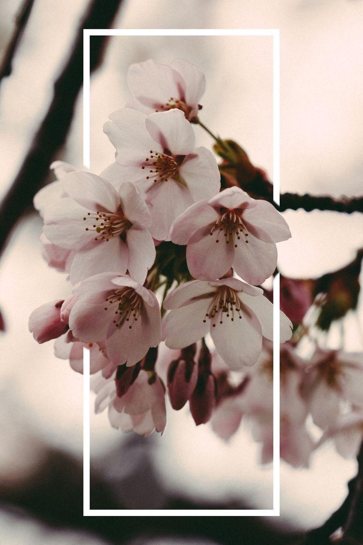 cherry blossom tumblr background