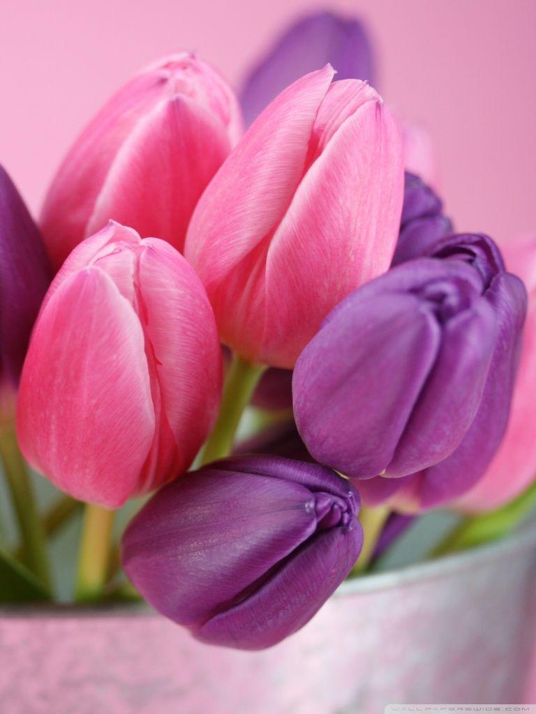 Pink And Purple Tulips ❤ 4K HD Desktop Wallpaper for 4K Ultra HD TV