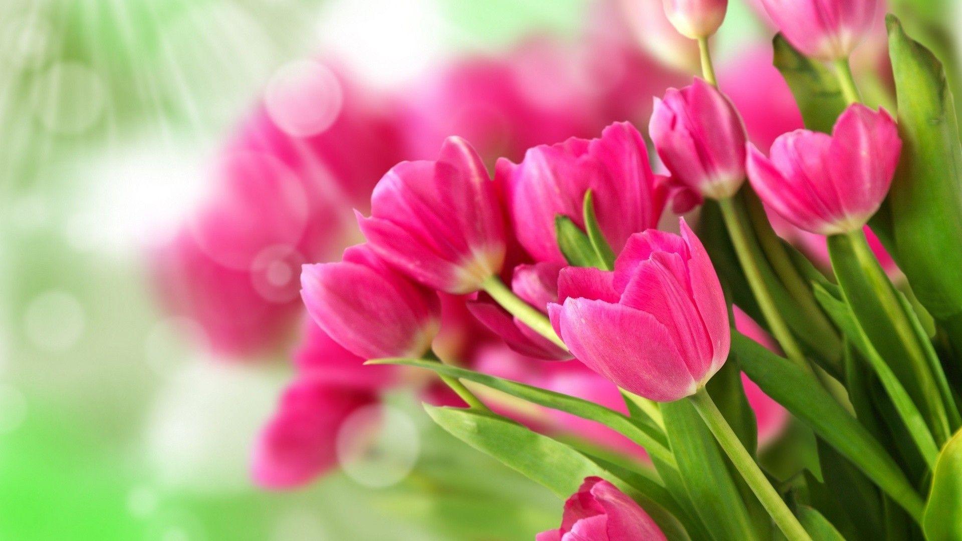 Free Purple And Pink Tulips Wallpaper Full HD For Wallpaper Idea
