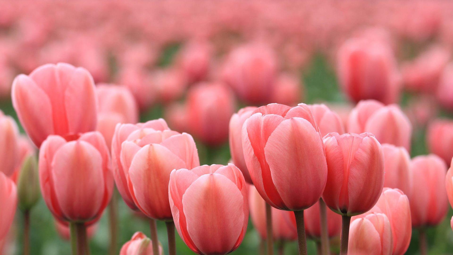 Pink Tulips Wallpaper Wallpaper × Tulips Image. HD Wallpaper