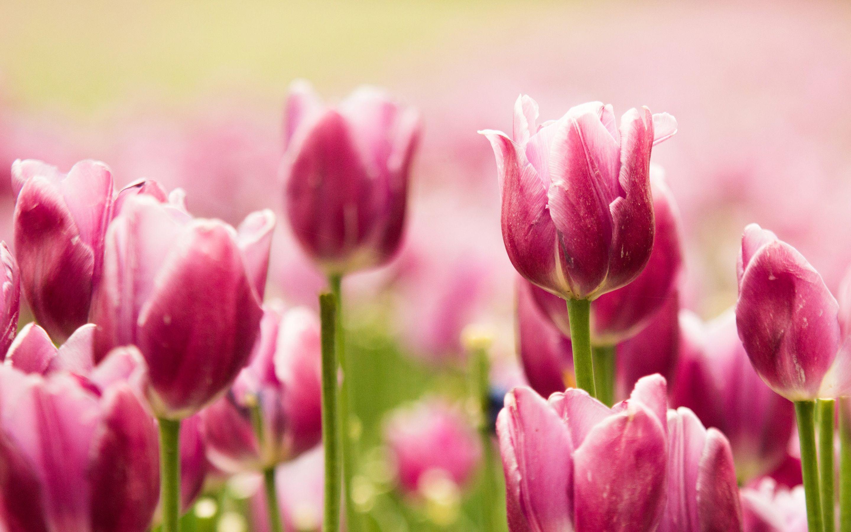 Beautiful Pink Tulips Wallpaper
