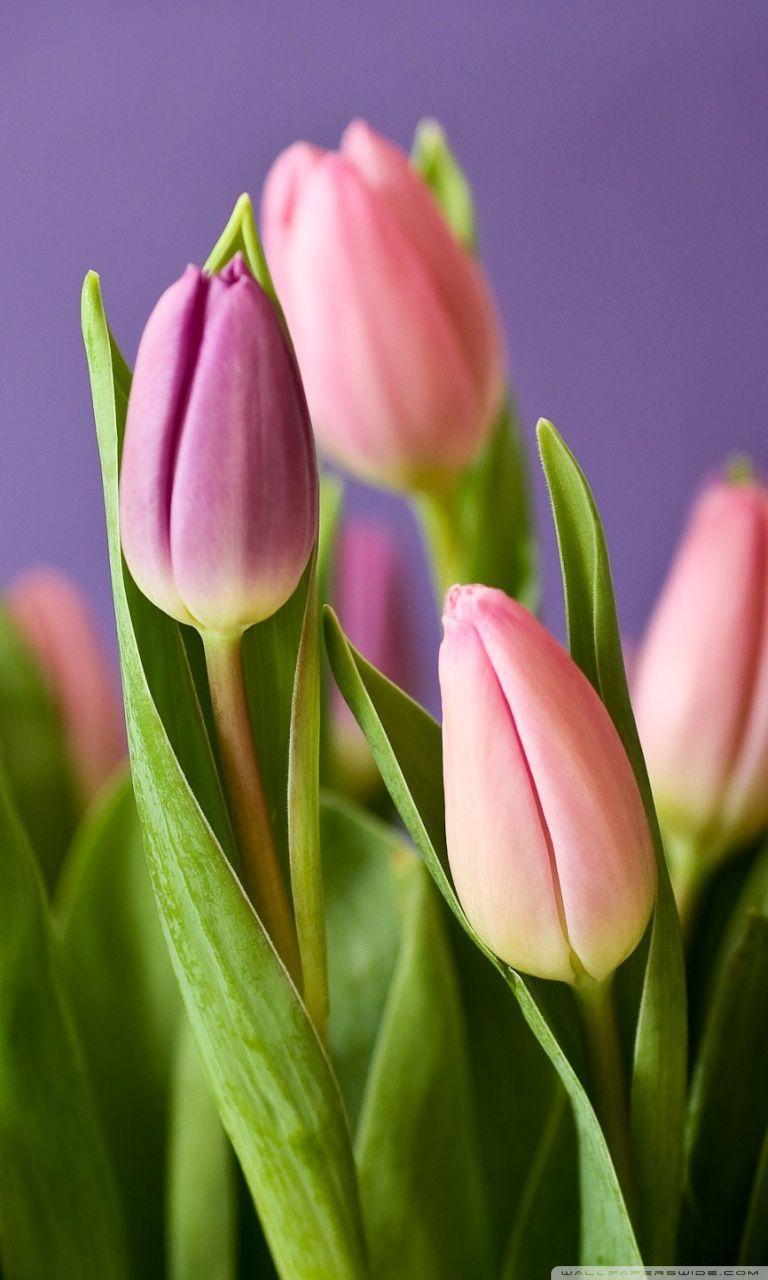Pink Tulips Spring ❤ 4K HD Desktop Wallpaper for 4K Ultra HD TV