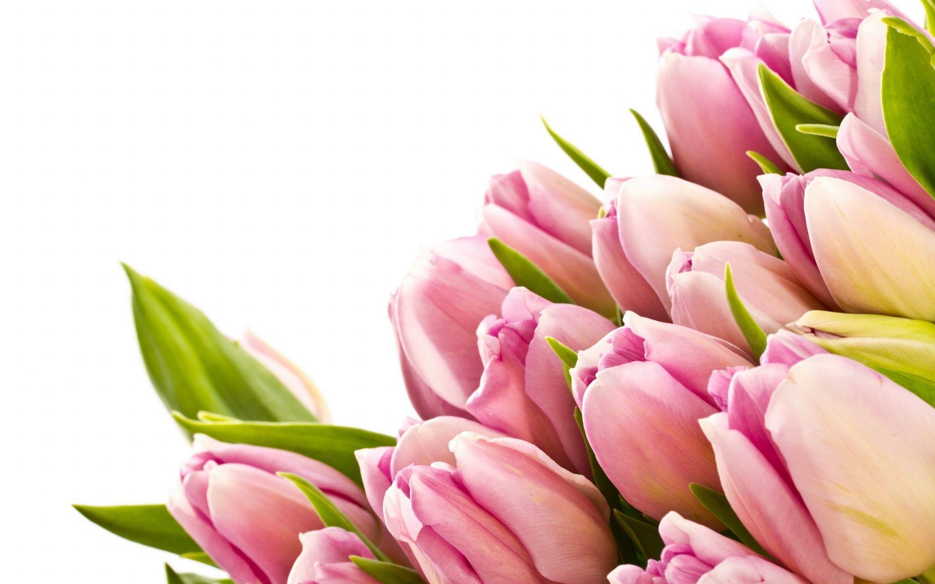 High Quality Pink Tulips Wallpaper. Full HD Picture