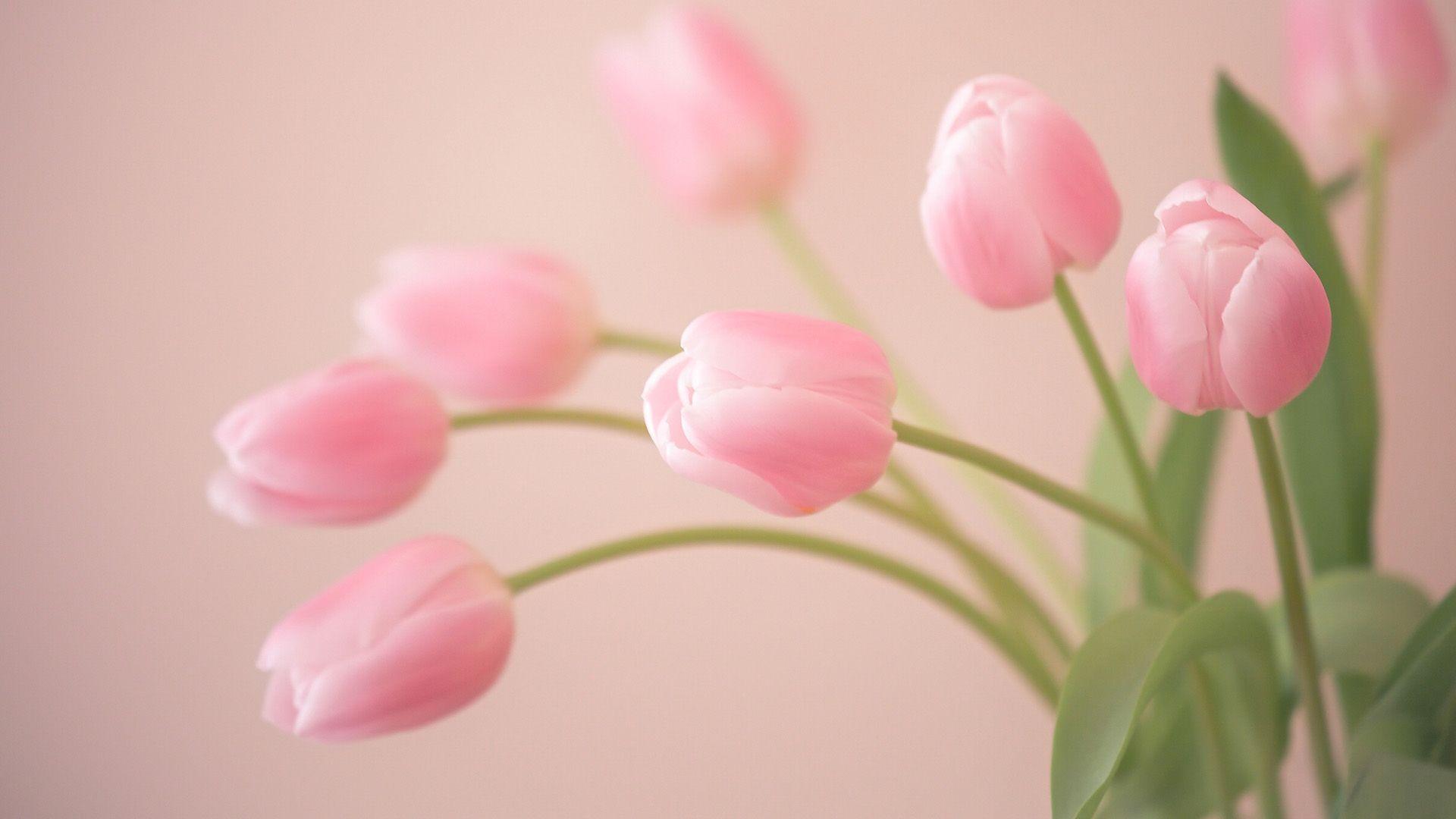 Bud, pink, tulips, flowers wallpaper