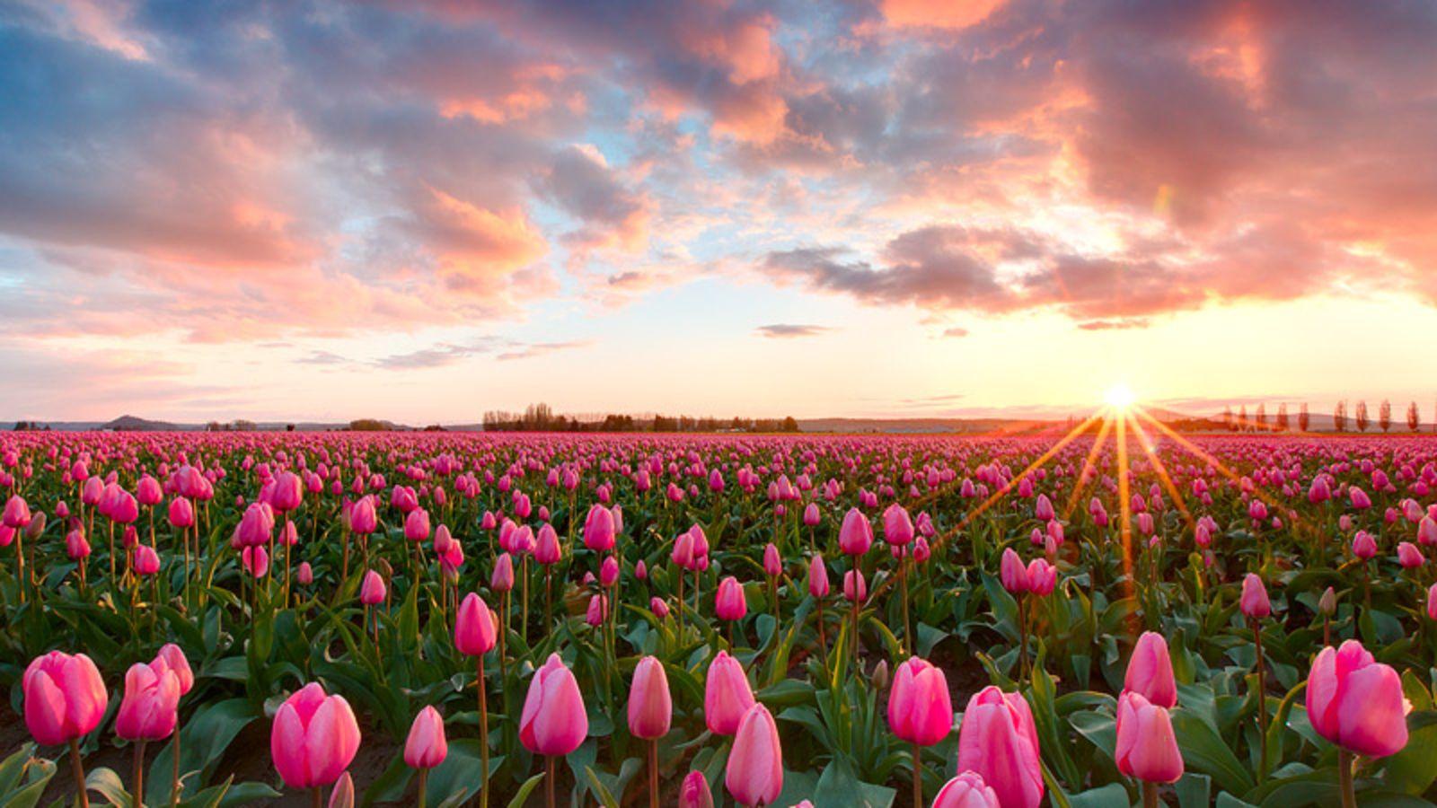 Pink Tulips Wallpaper and Background Imagex900
