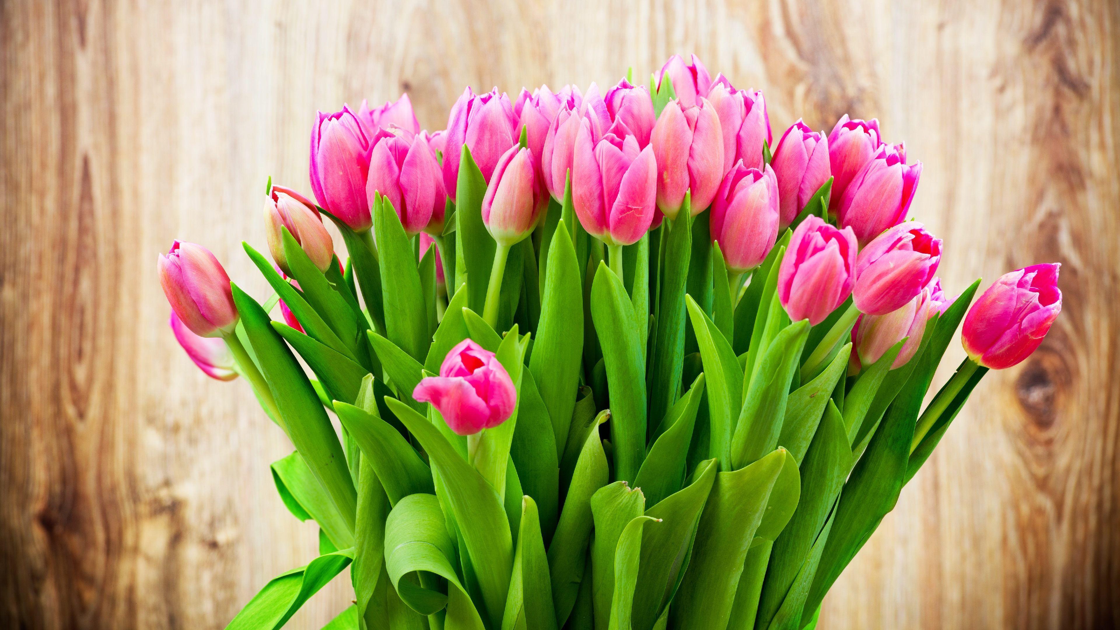 Purple And Pink Tulips Wallpaper High Quality Resolution