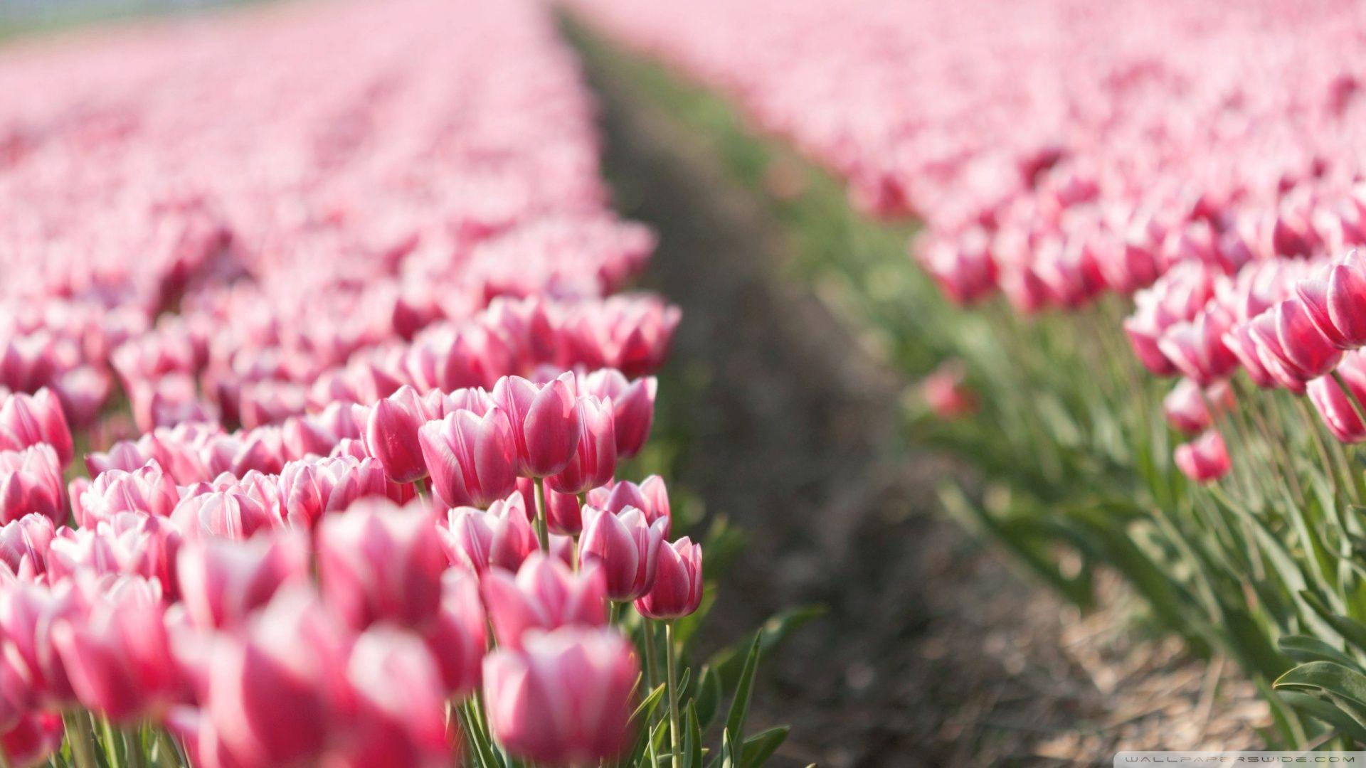 Field Of Pink Tulips HD Wallpaper, Background Image