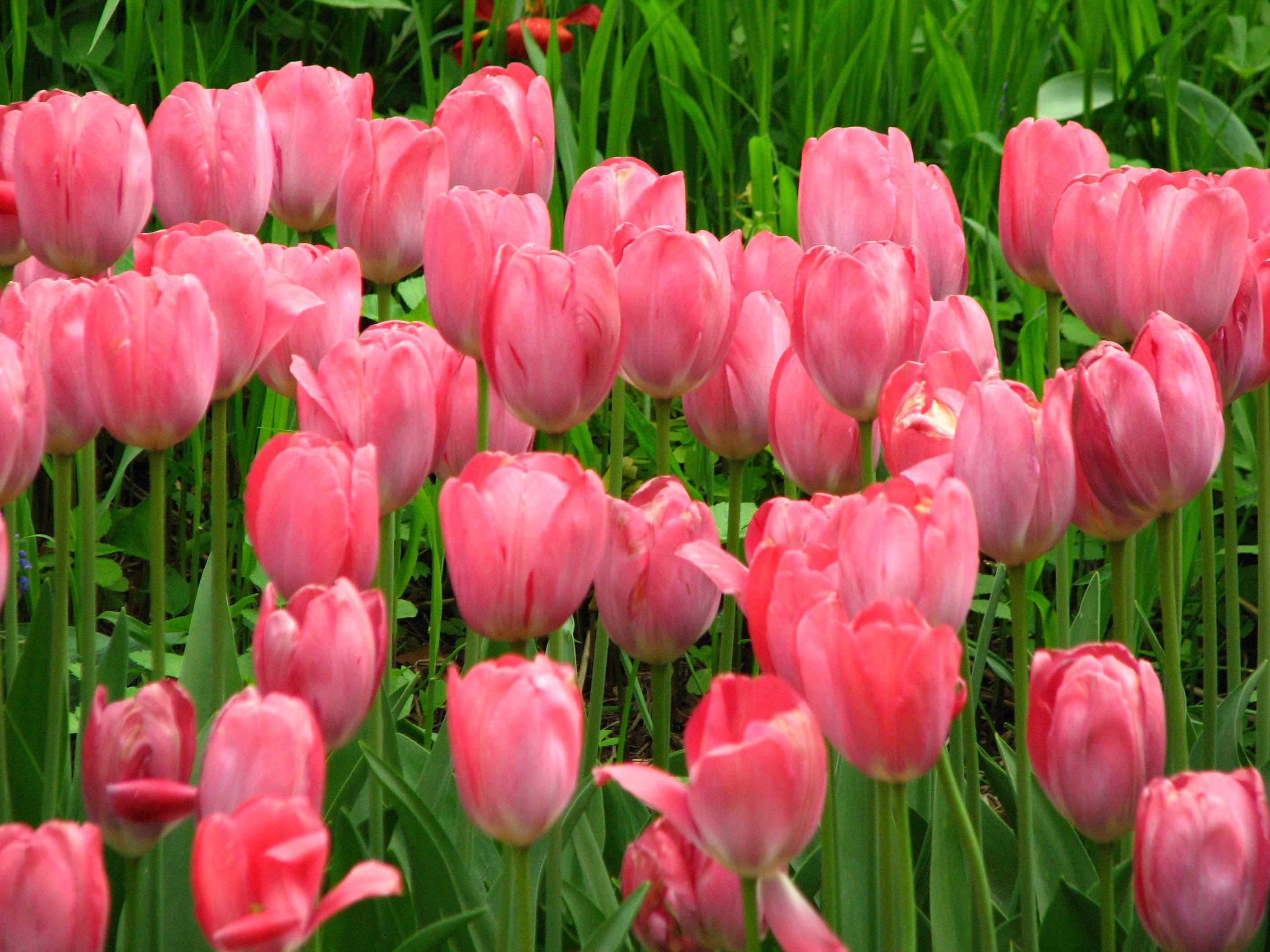 Pink Tulips Wallpaper Wide Photograhps Wallpaper Ideas