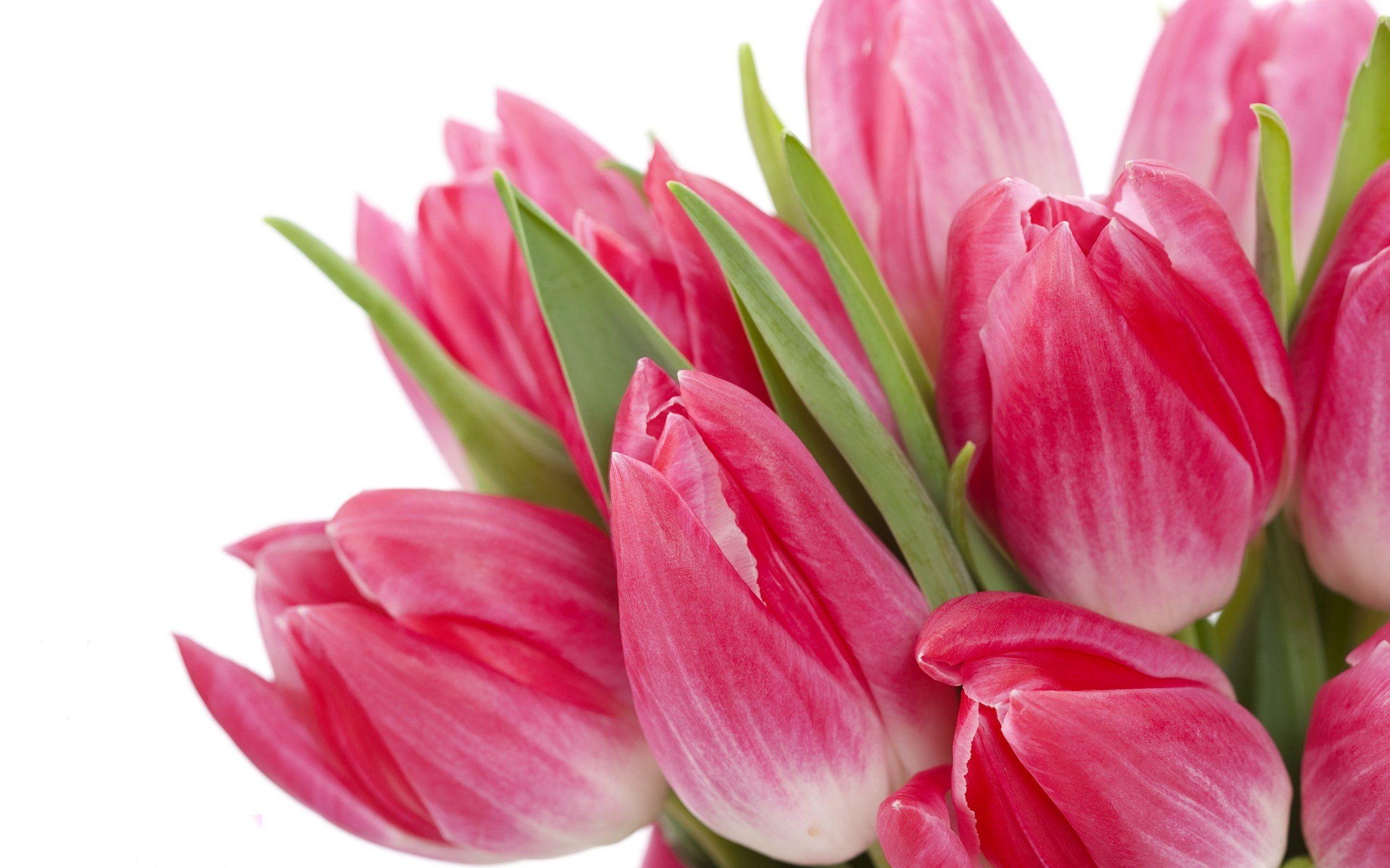 Flowers Beautiful Pink Tulips wallpaper Desktop, Phone, Tablet