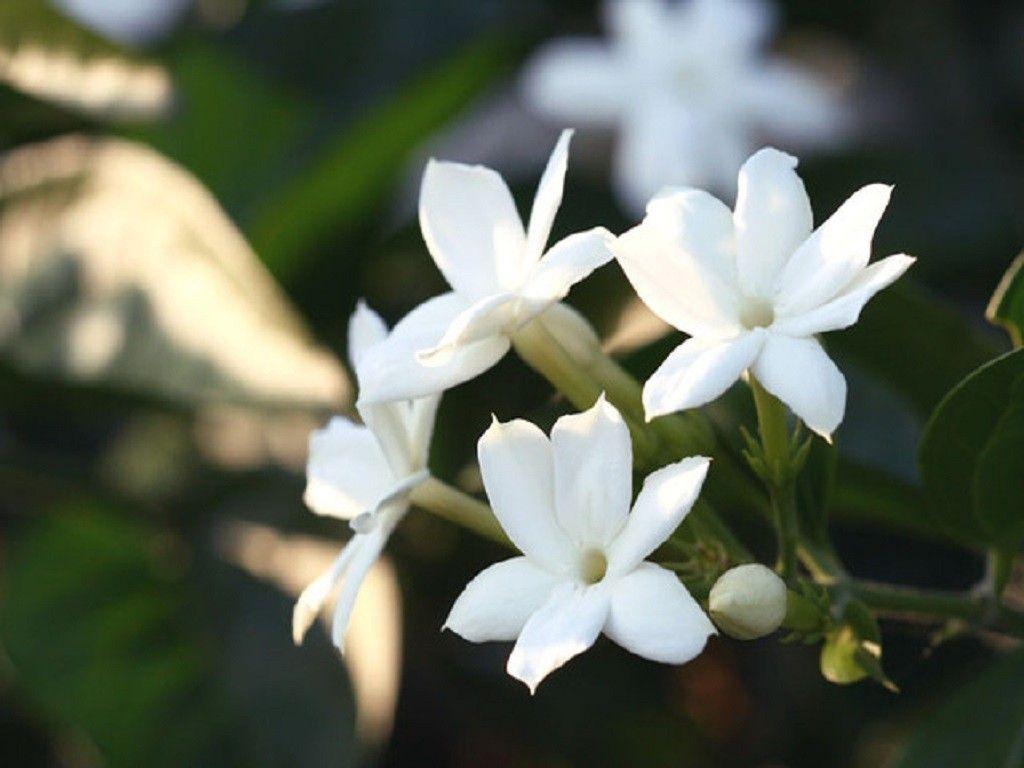 15299 Jasmine Flower Wallpaper Images Stock Photos  Vectors   Shutterstock