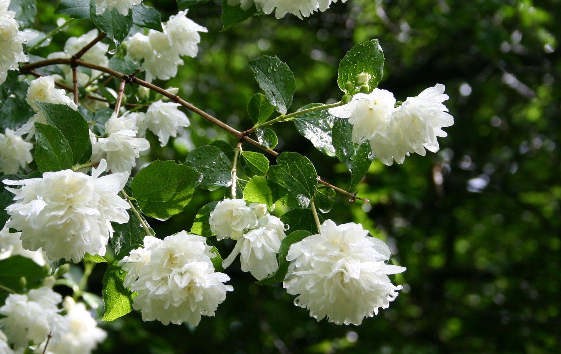 Jasmines Flower. Stock Flower Image. Flower image