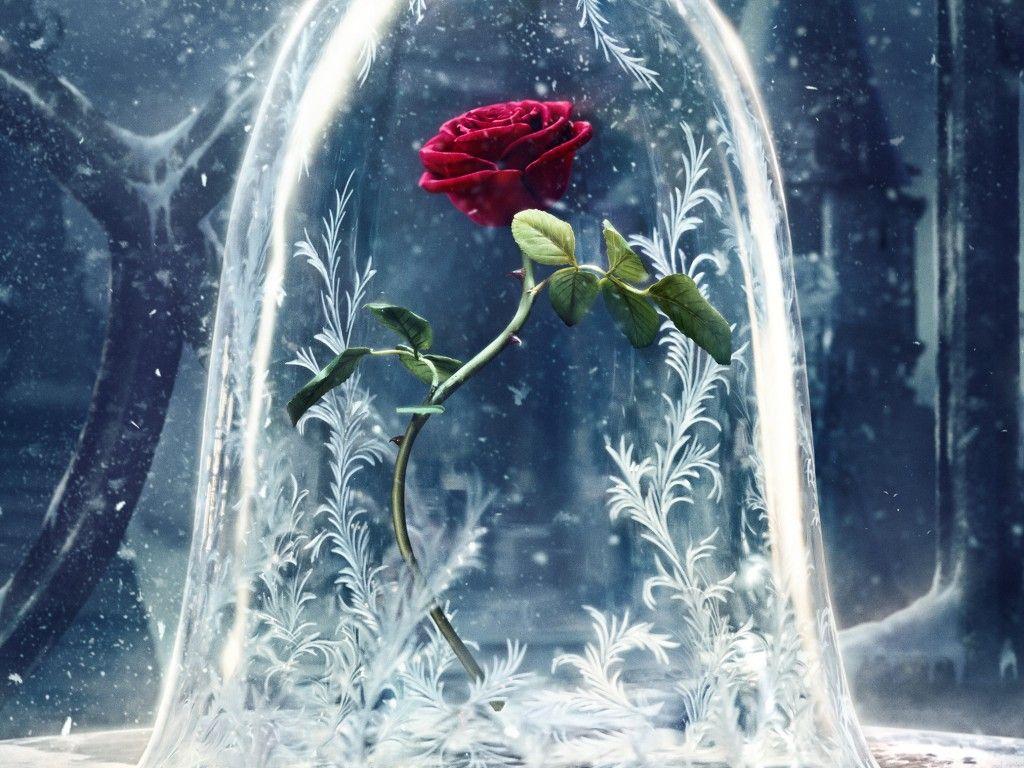 Wallpaper Beauty and the Beast, 2017 Movies, Disney, Rose, Movies