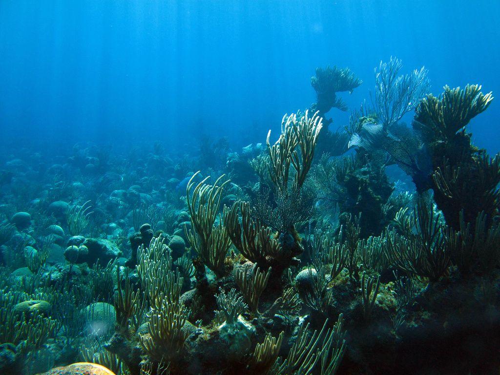 Coral reefs may delay damage from increasingly acidic ocean water