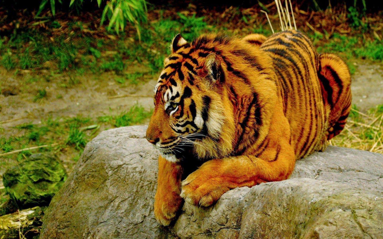 Lovable Image: Wild Tiger HD WallPapers Free Download.. Cute Tiger