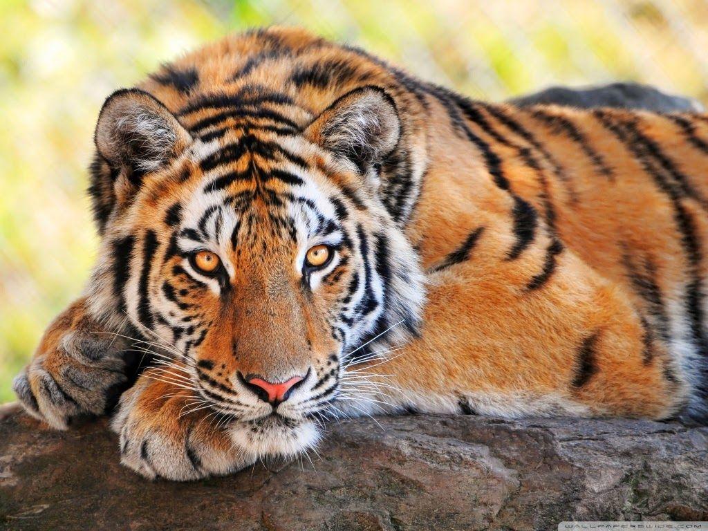 Lovable Image: Wild Tiger HD WallPapers Free Download.. Cute Tiger