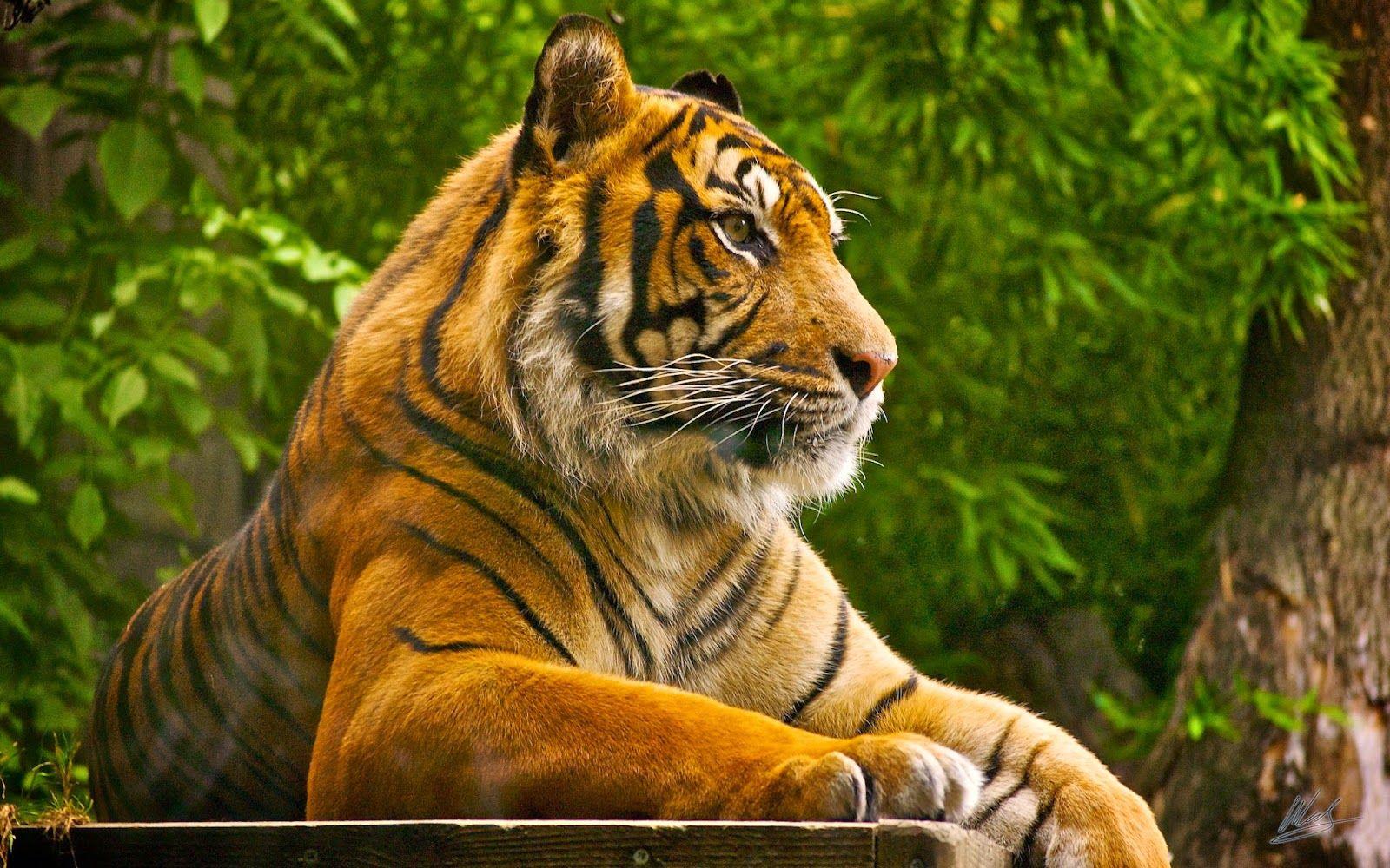 Lovable Image: Wild Tiger HD WallPapers Free Download.. Cute Tiger
