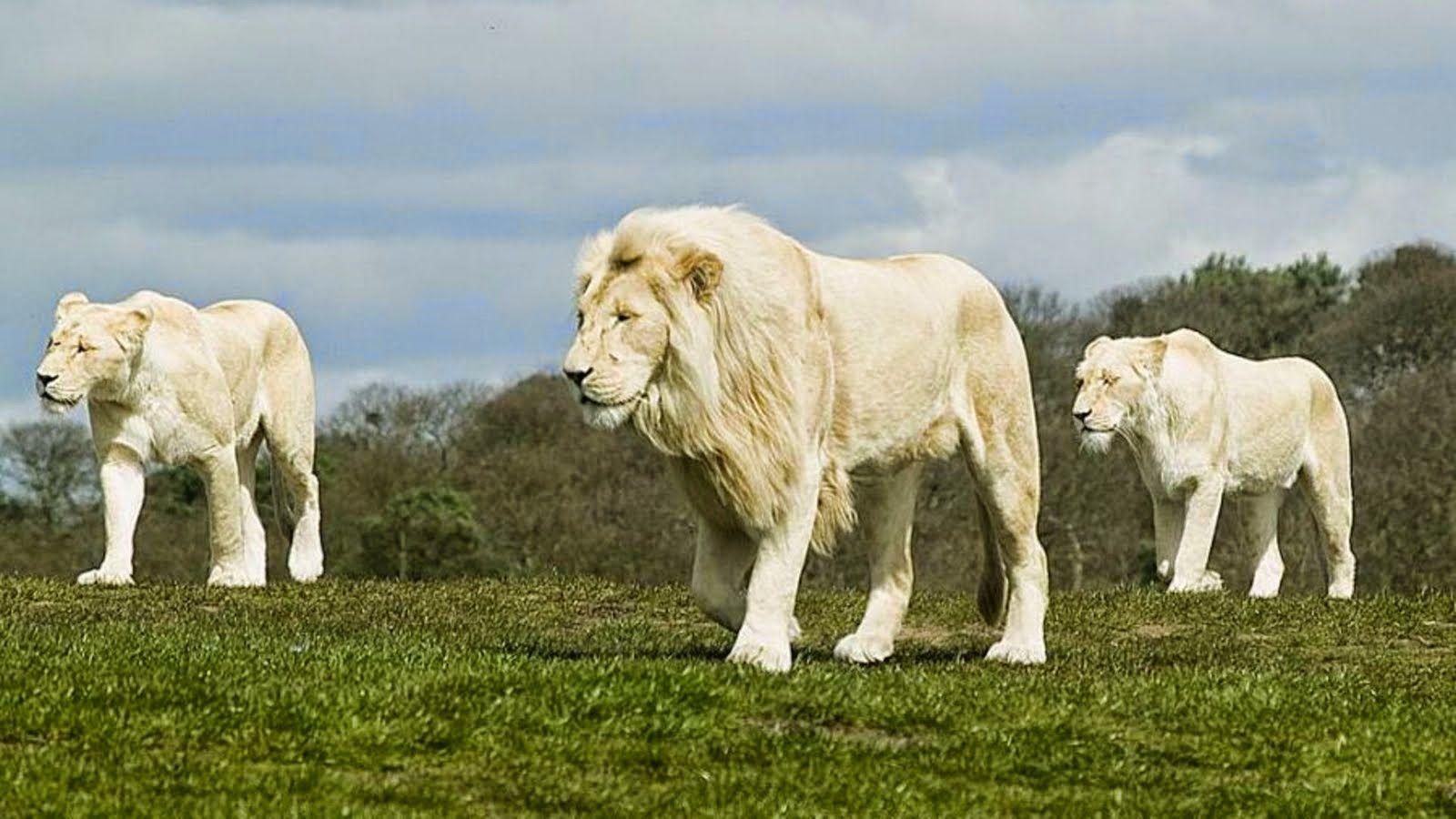 Lovable Image: White Lion HD Wallpaper Free Download.. HD White