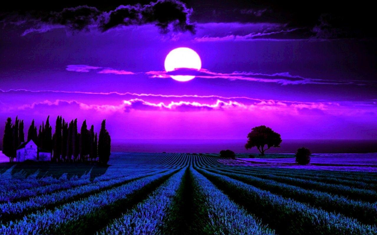 Moonlight Lavender wallpaper. Moonlight Lavender