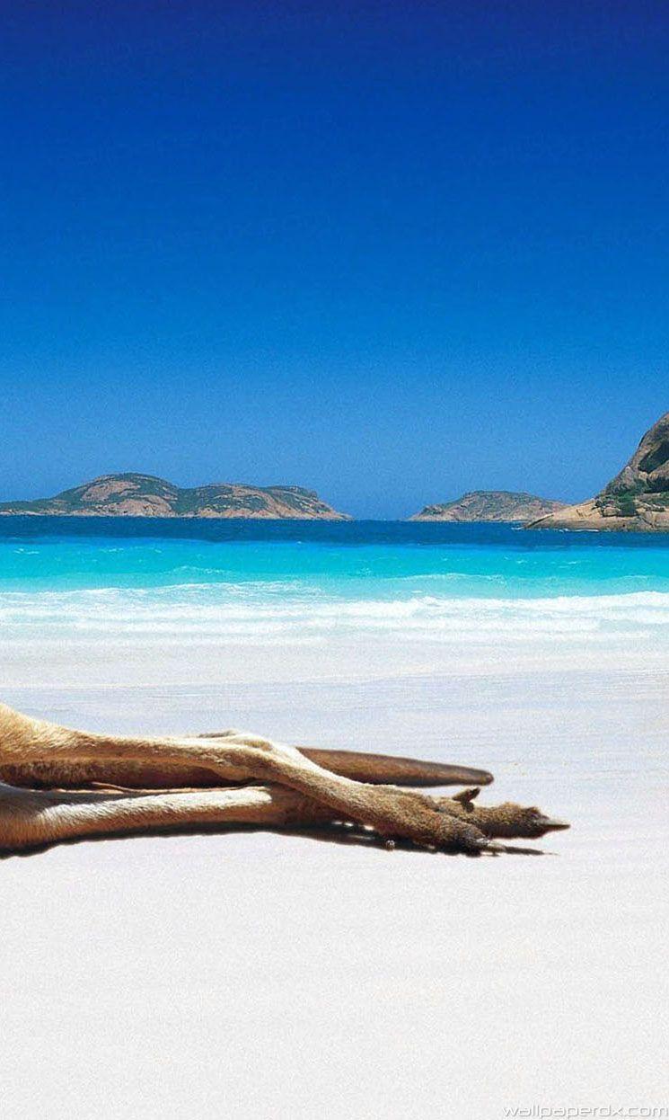 kangaroo lying on the beach HD mobile background.com
