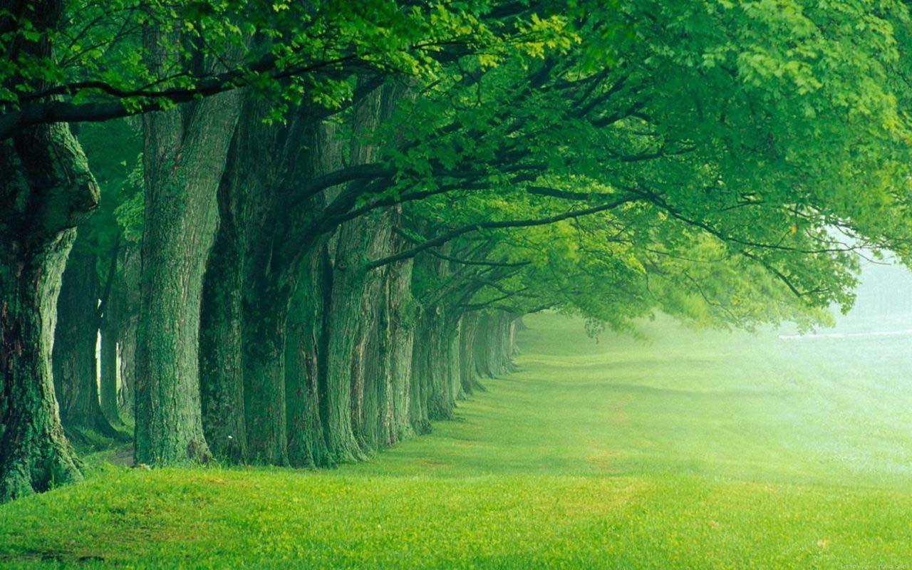 Green Scenery Wallpapers Hd Wallpaper Cave
