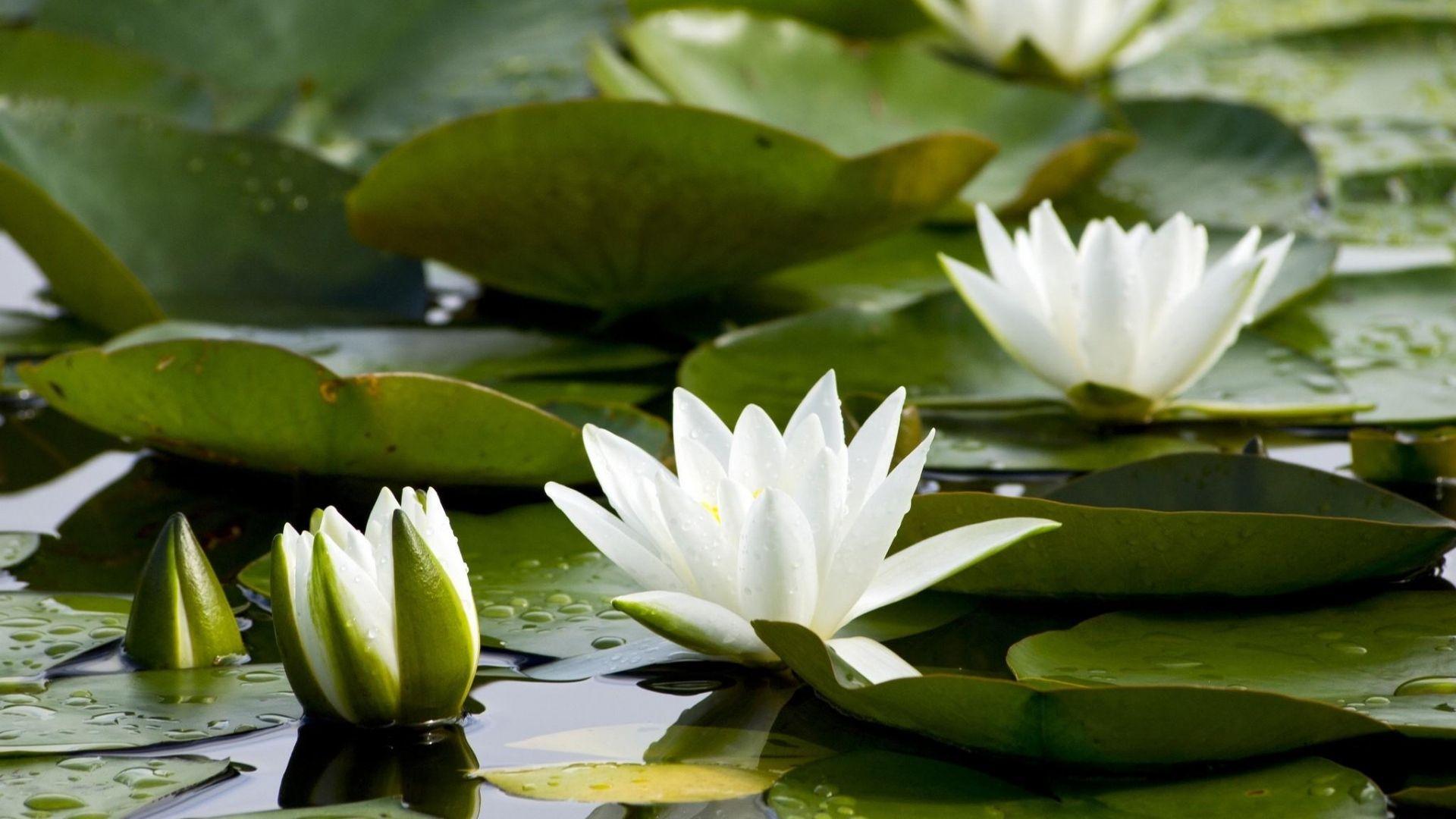 Download Wallpaper 1920x1080 water lilies, white, pond, leaves
