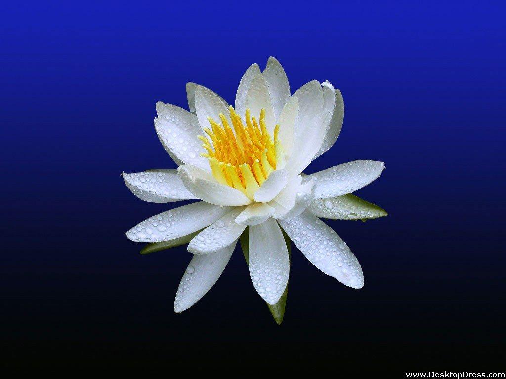 Desktop Wallpaper Flowers Background White Water Lily
