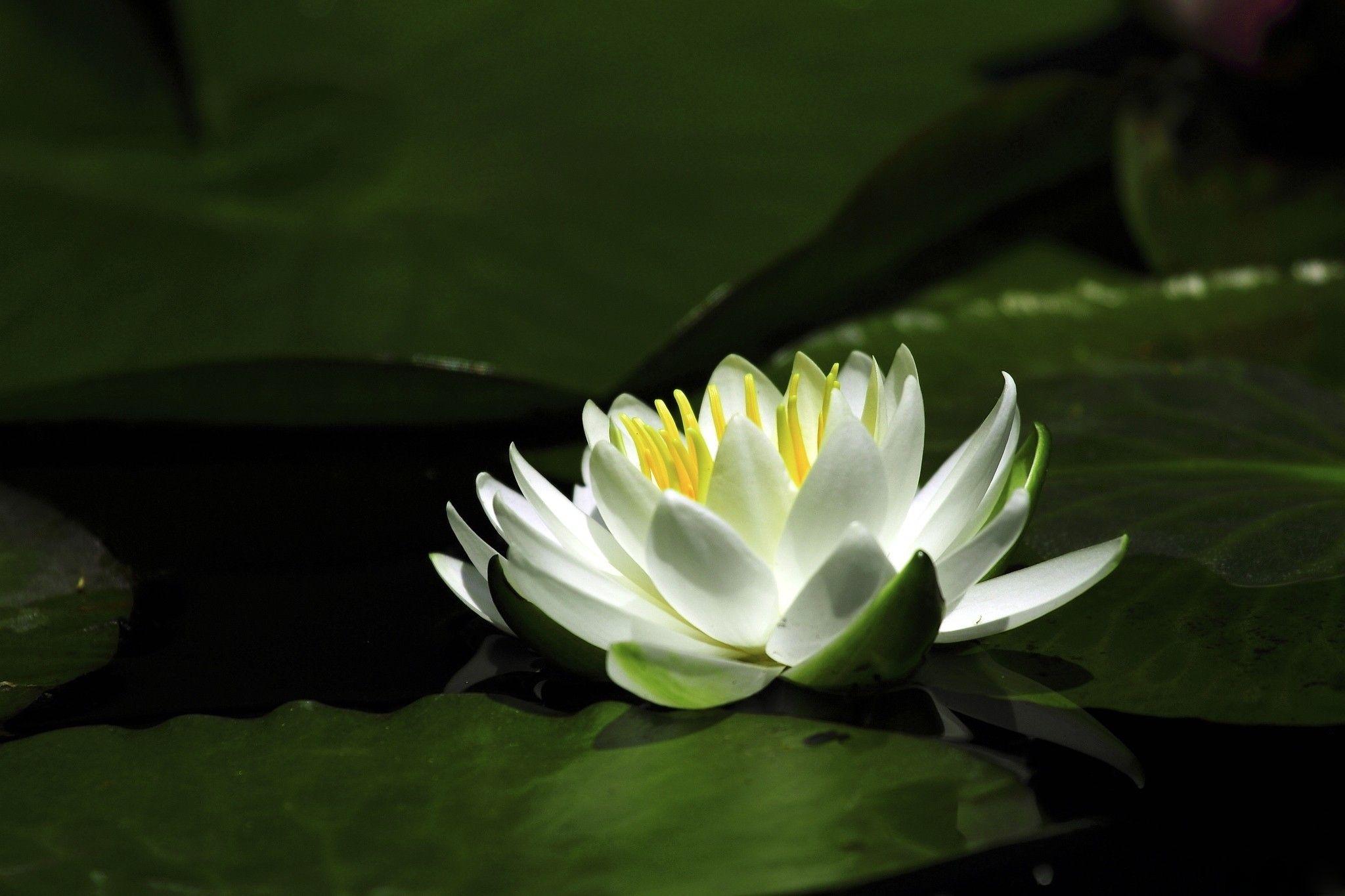 Wallpaper Flowers Nymphaea Closeup