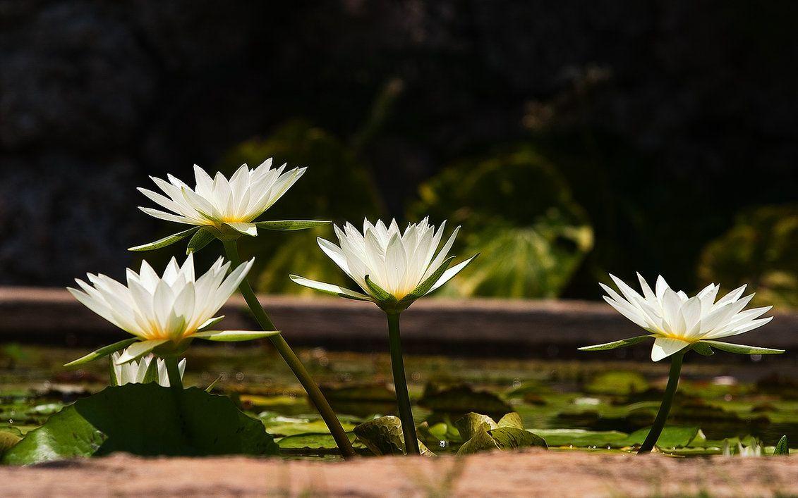 White Water Lily wallpaper
